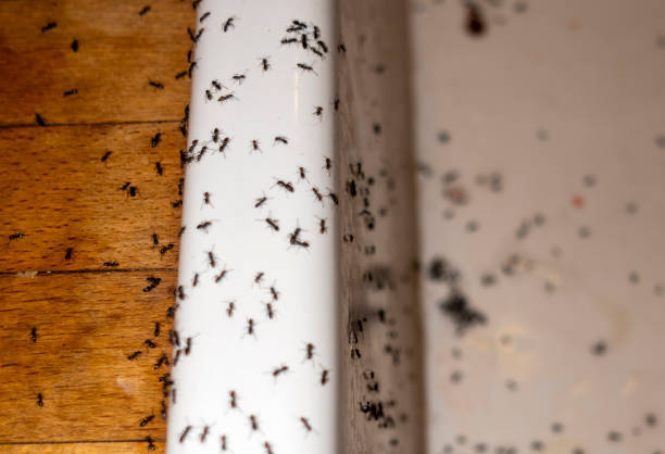 Best Ant Control Services  in Petersburg, IL
