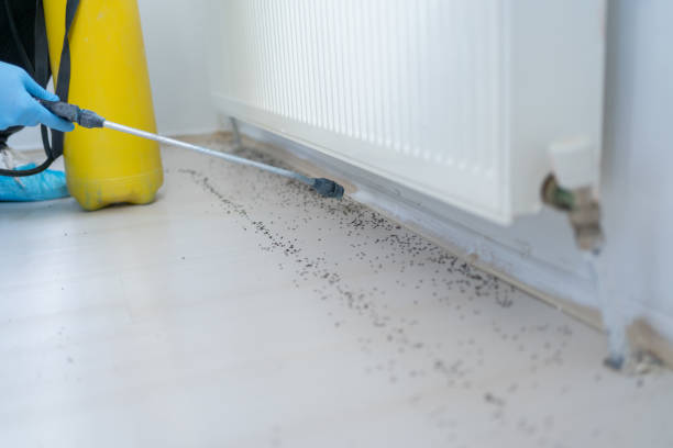 Best Local Pest Control Services  in Petersburg, IL